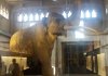 Das Mammut von der Pfännerhalle. Männertag 2017